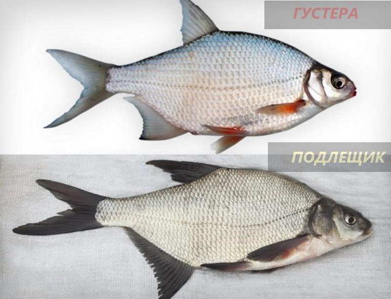 Чем отличается густера от подлещика