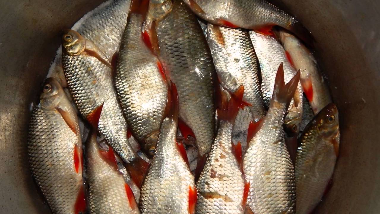 Посол красноперки